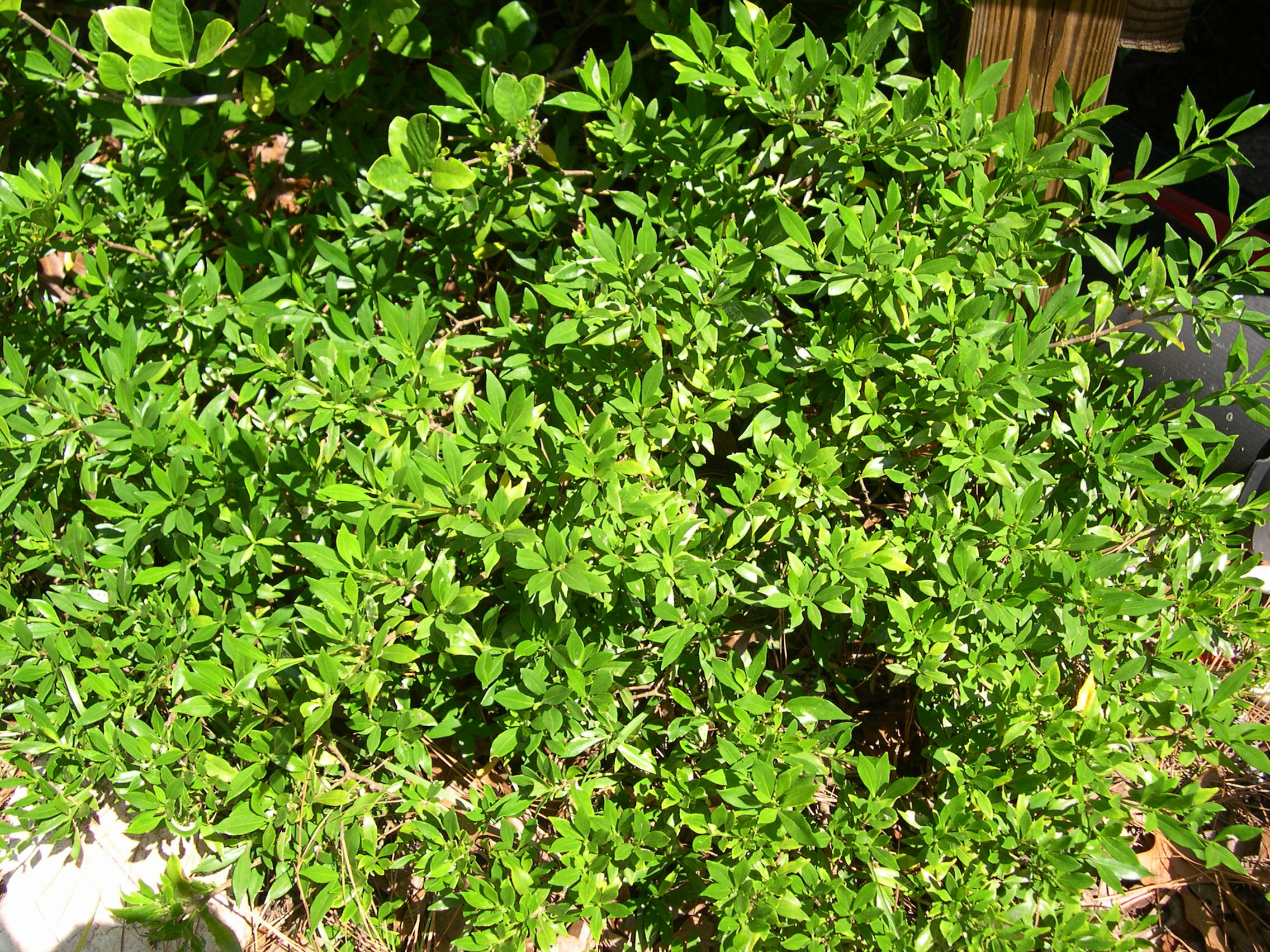 Miniture Gardenia